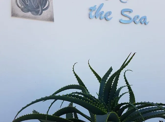 Aloe @ The Sea