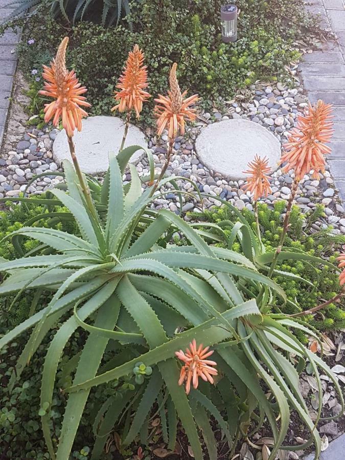 Apartment Aloe @ The Sea *