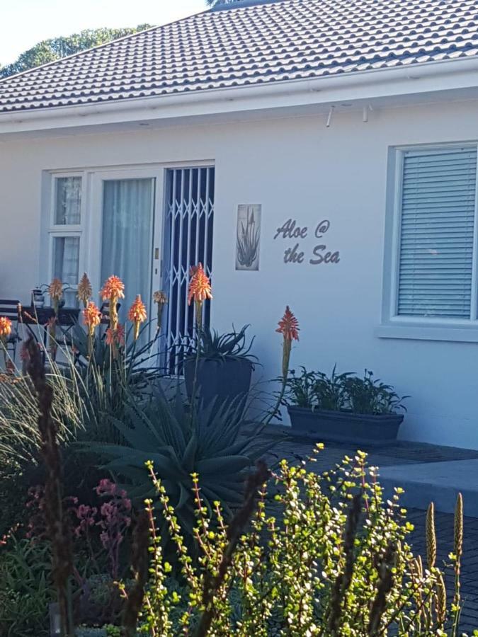 Aloe @ The Sea Mossel Bay