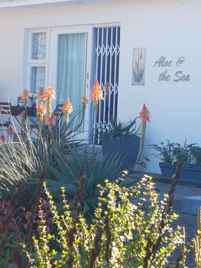 Aloe @ The Sea Mossel Bay